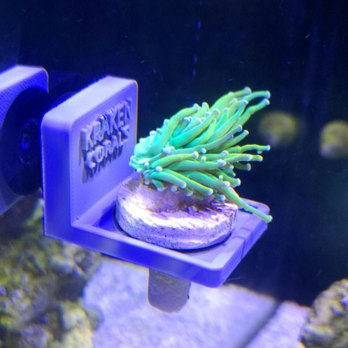 
                      
                        Kraken Corals Single Frag Plug Holder with Suction Cup
                      
                    